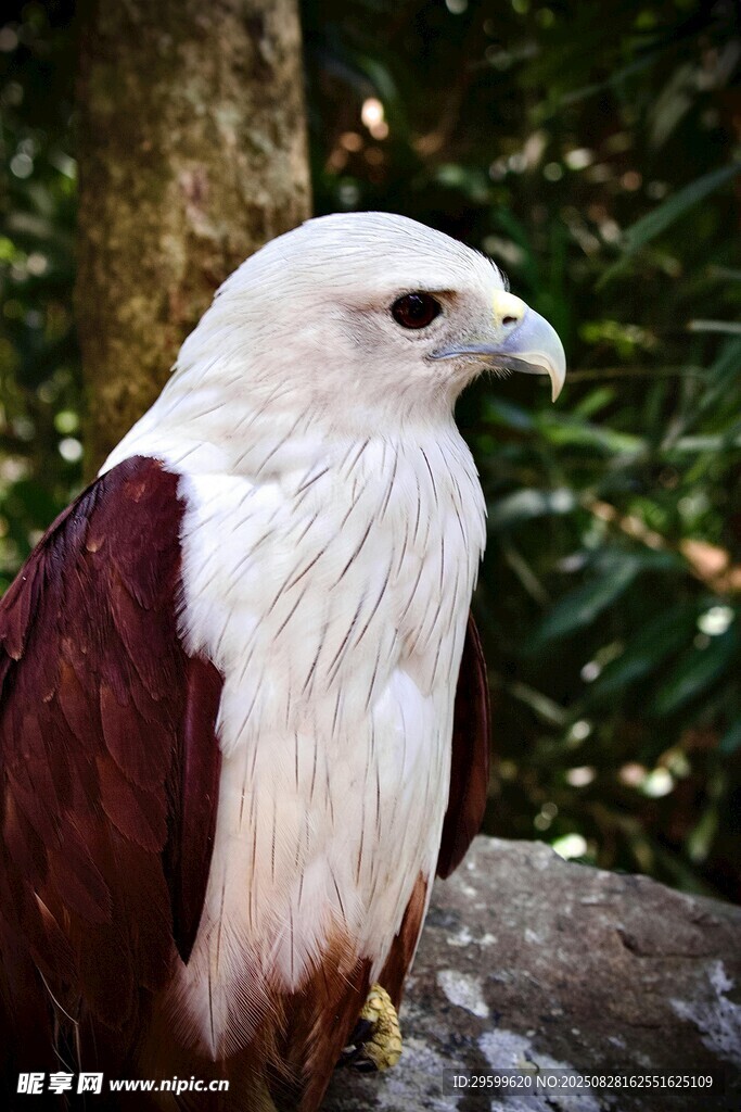 白颈栗背鹰特写