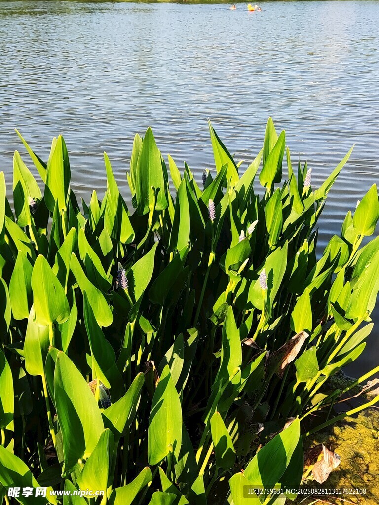 水边翠绿植物生机勃勃