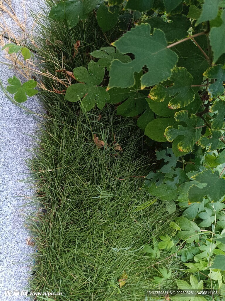 路边繁茂的绿色植物