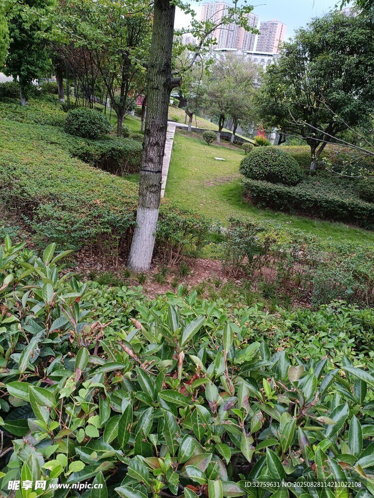 绿意盎然的公园绿植景观