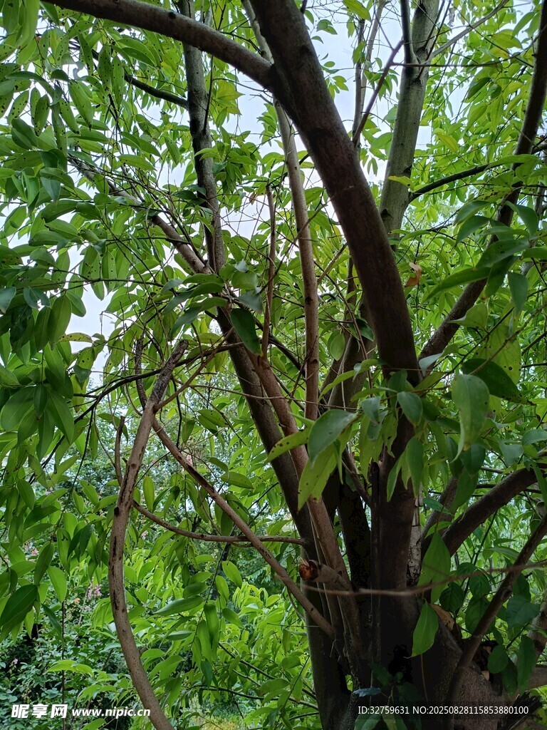 繁茂大树展现自然生机