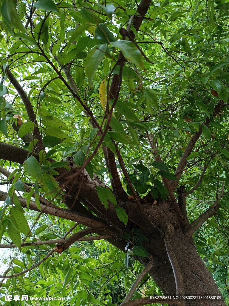 繁茂大树展现盎然生机