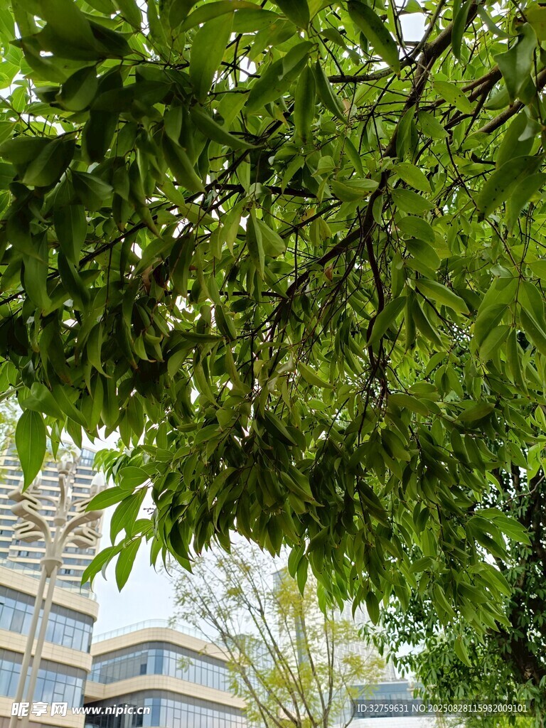 绿叶掩映下的城市建筑