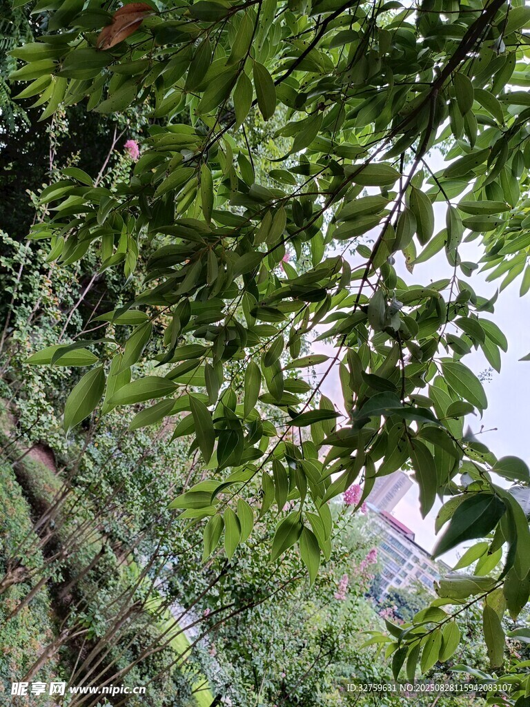 绿叶掩映下的城市景致