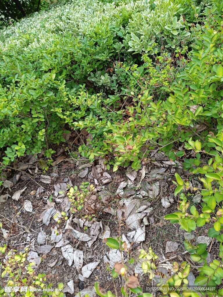 野外绿植与碎石景观