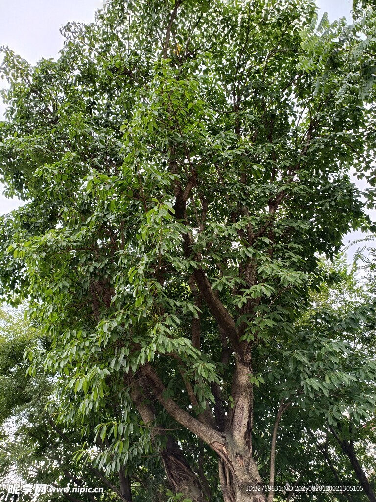 茂盛大树展现勃勃生机