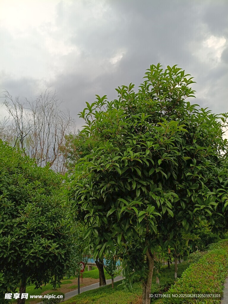 绿树成荫的户外景致