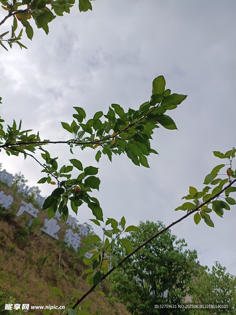 仰视视角下的繁茂绿叶