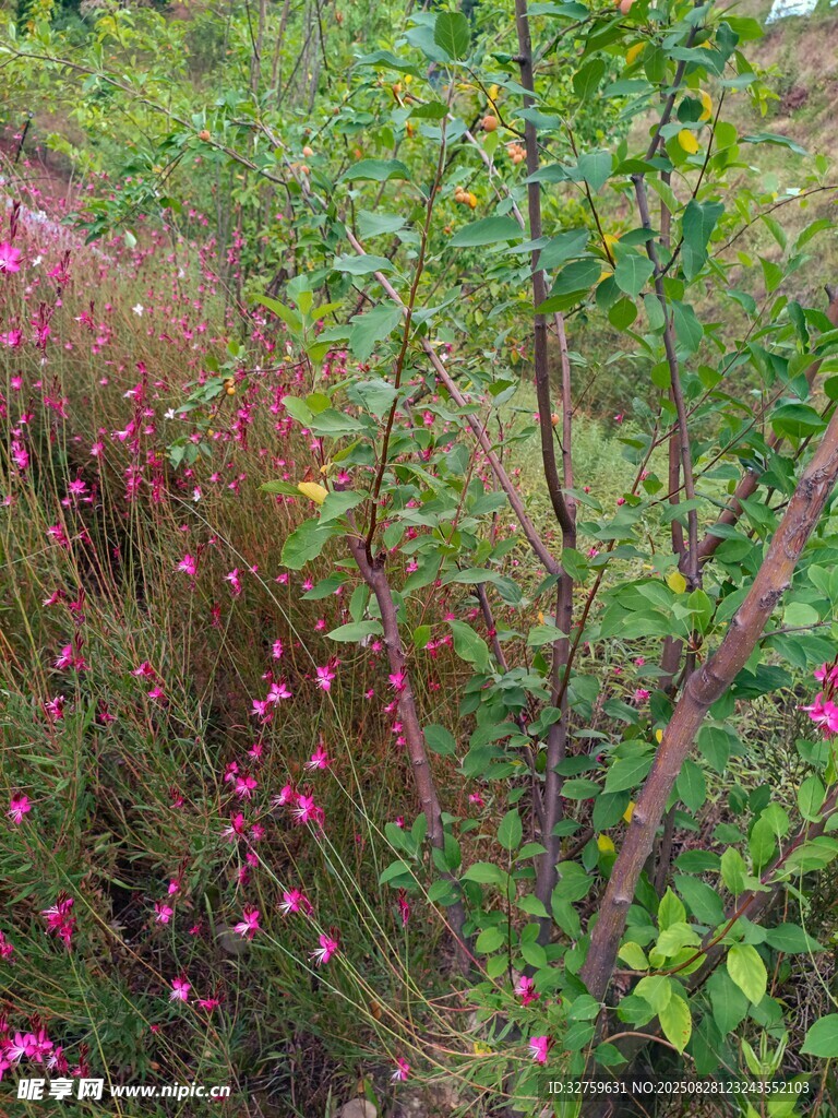 多彩花草繁茂的自然景致