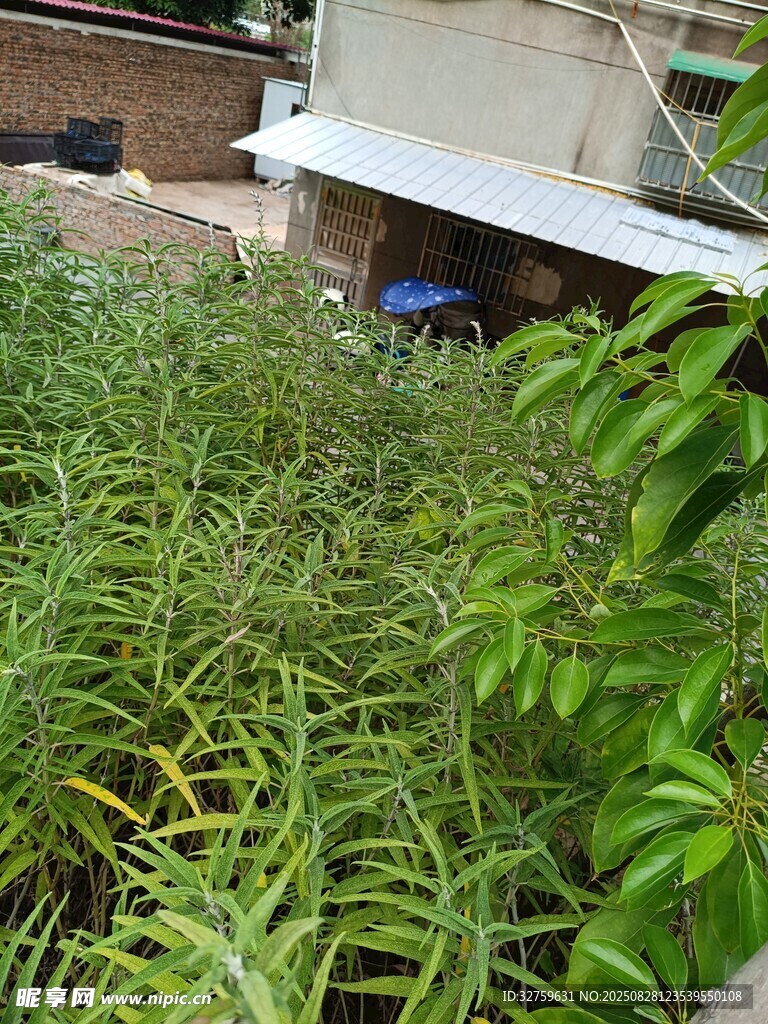 繁茂绿植展现自然生机