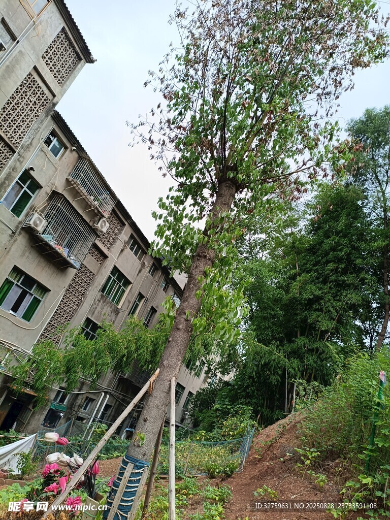 居民楼旁绿意盎然的景致