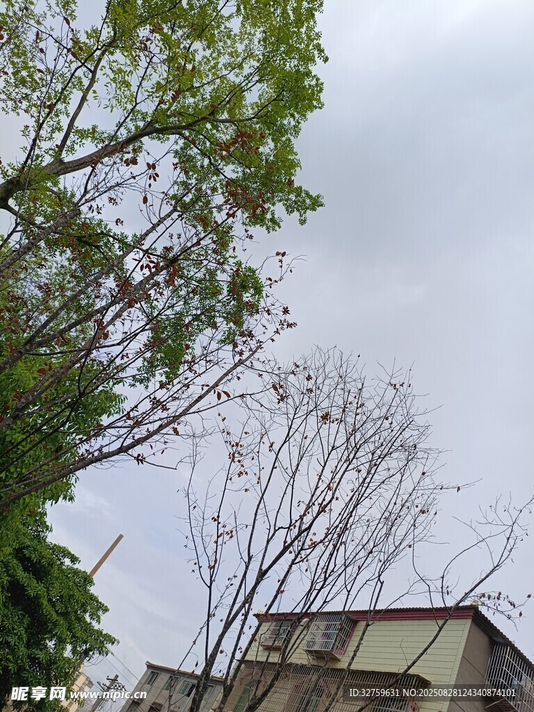 房屋旁的绿树与灰白天空