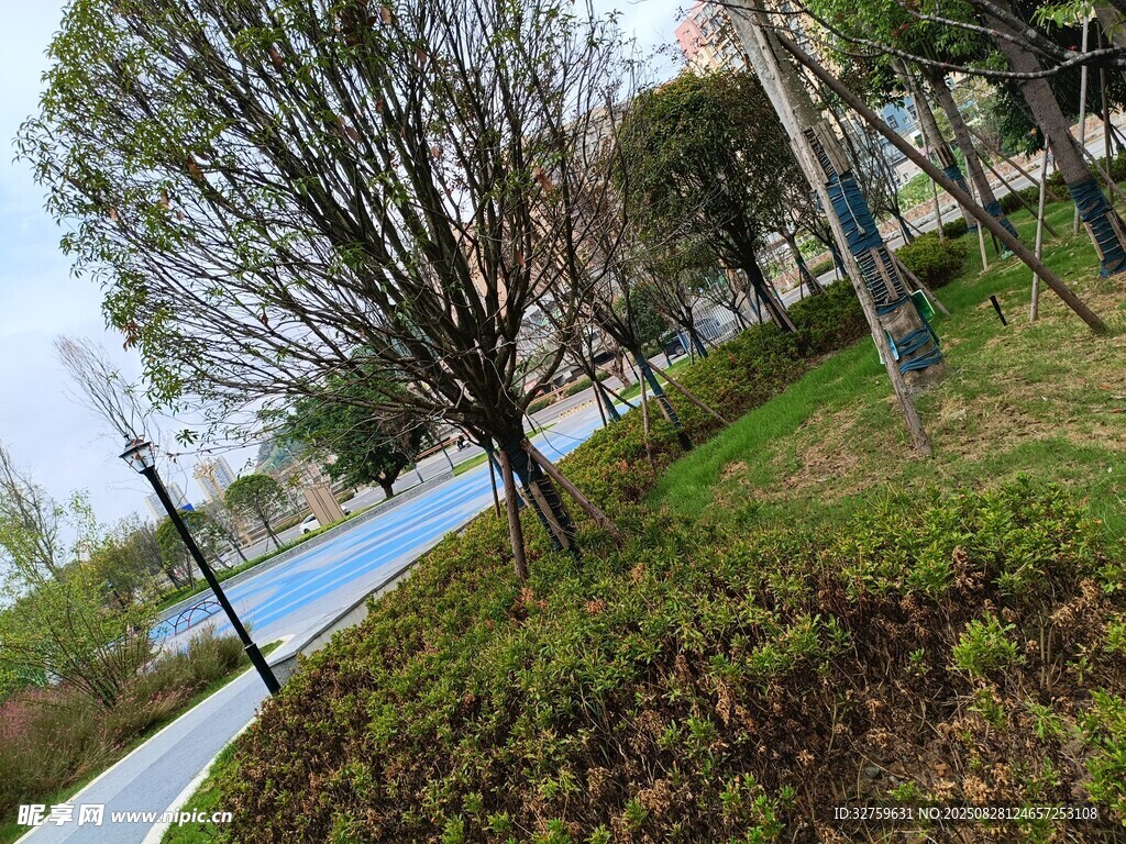 城市公园中的绿植景观