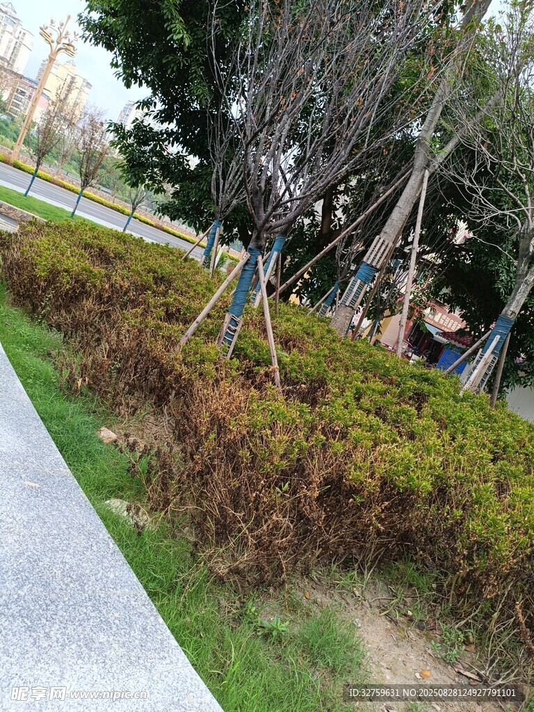 城市路边绿植景观