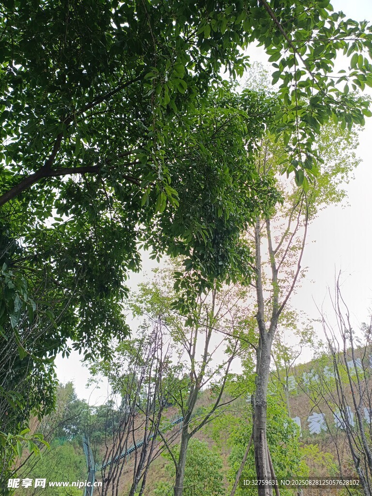 绿树成荫的户外景致