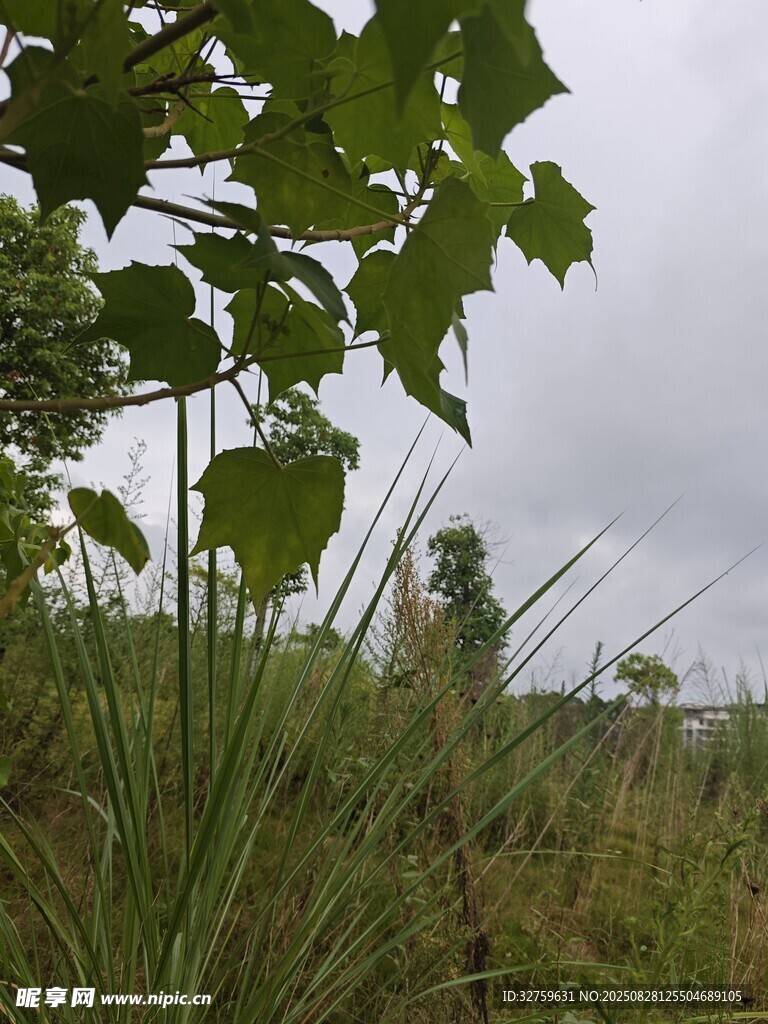 野外绿植间的朦胧景象