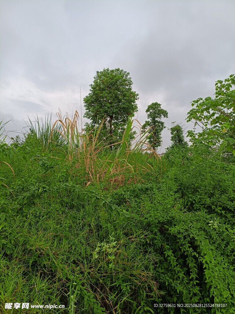 绿意盎然的野外植被景观