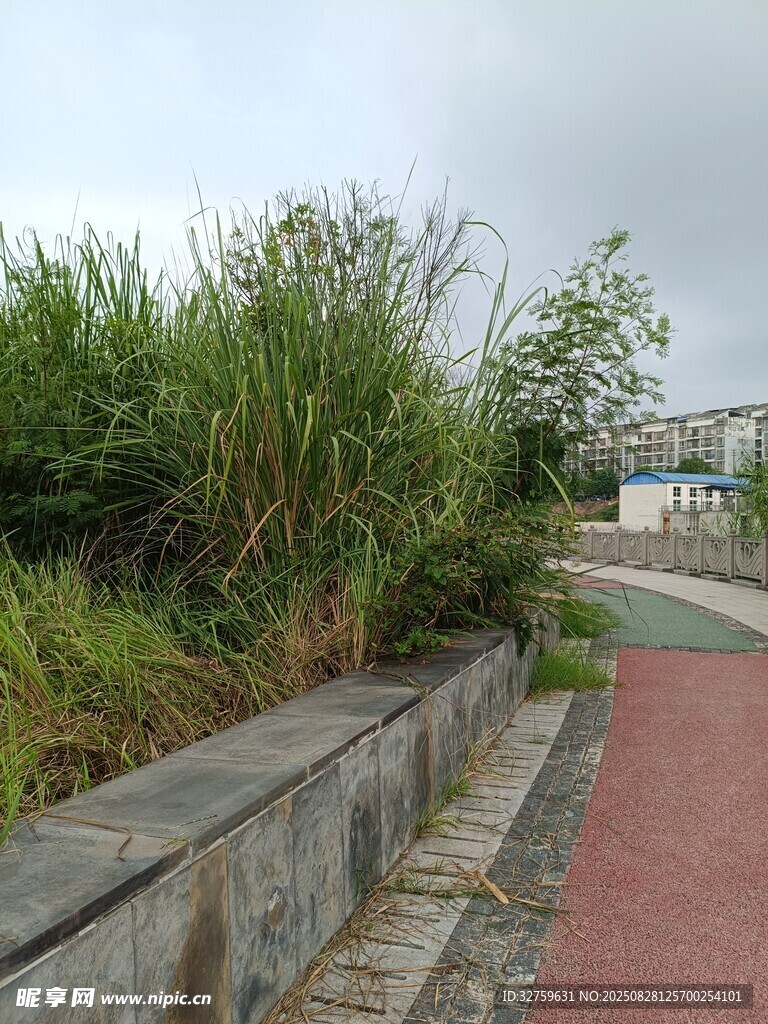 路边绿植与彩色步道景观