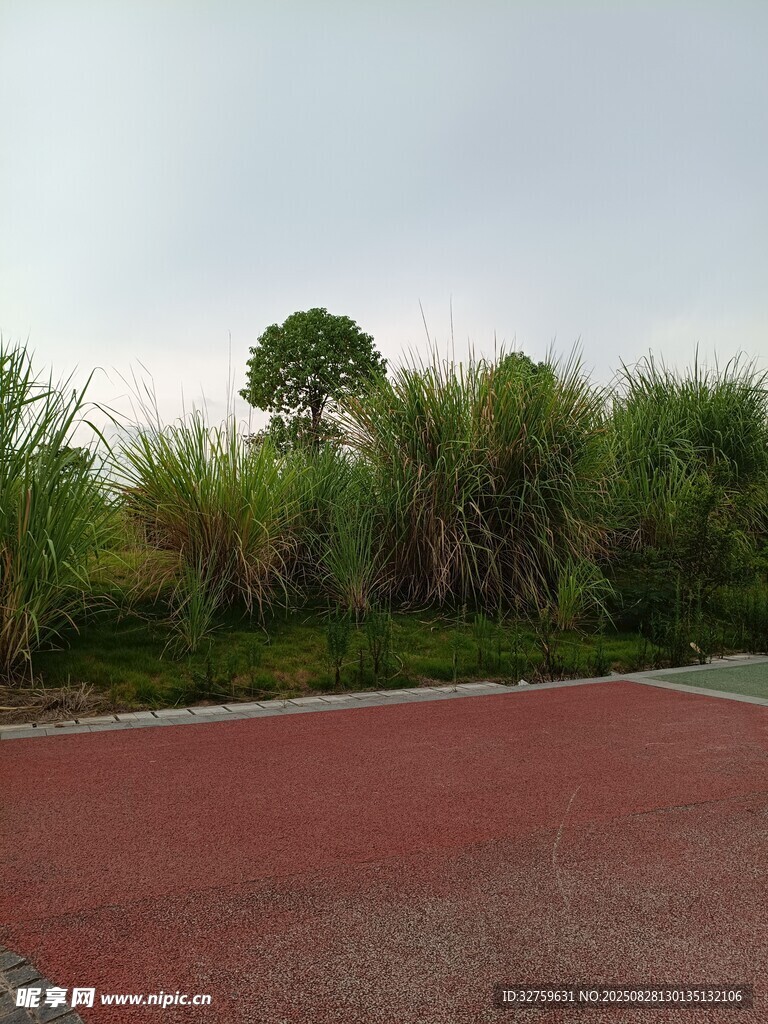红跑道旁的葱郁绿植