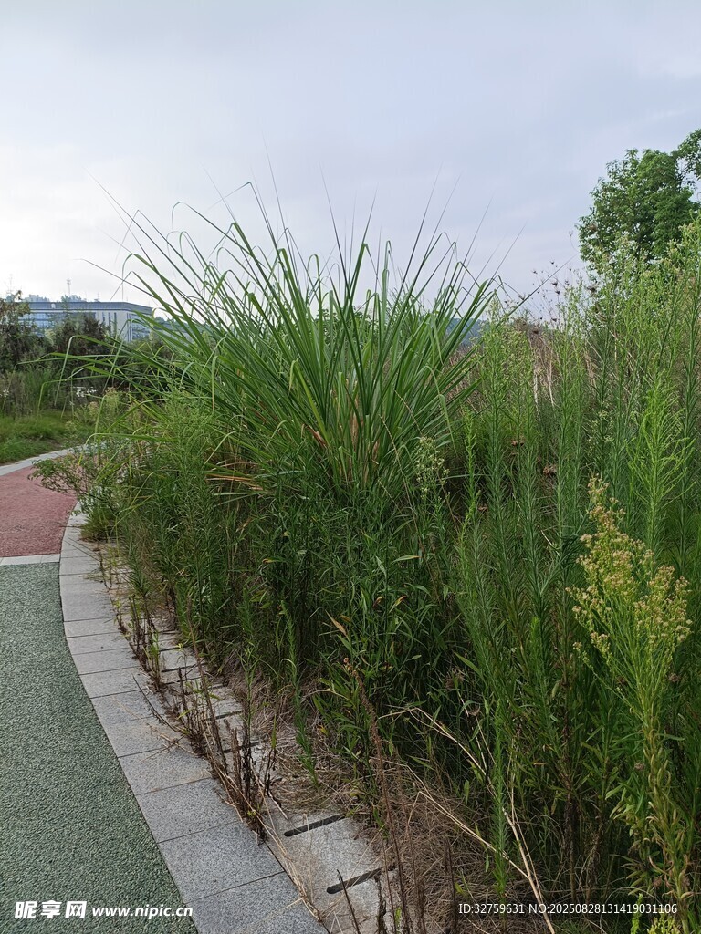 路边茂盛绿植景观