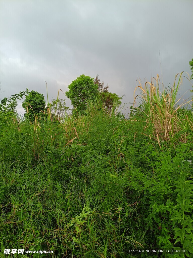 野外葱郁草地与阴沉天空