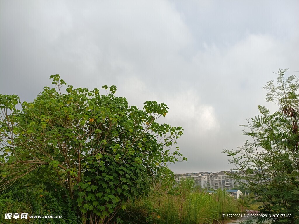 阴天中的绿植与远景建筑