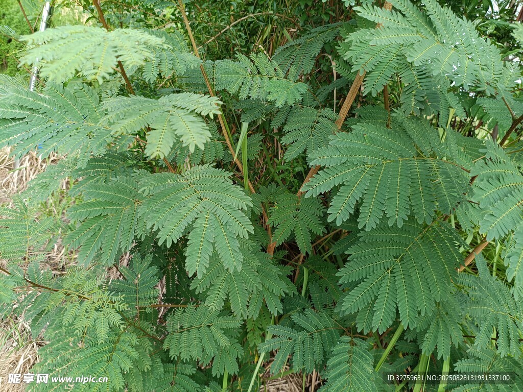 茂盛的绿色植物