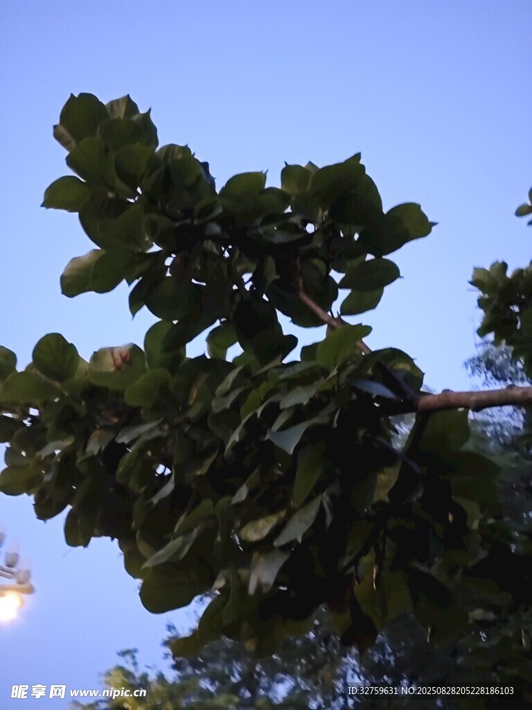 枝头绿叶映蓝天