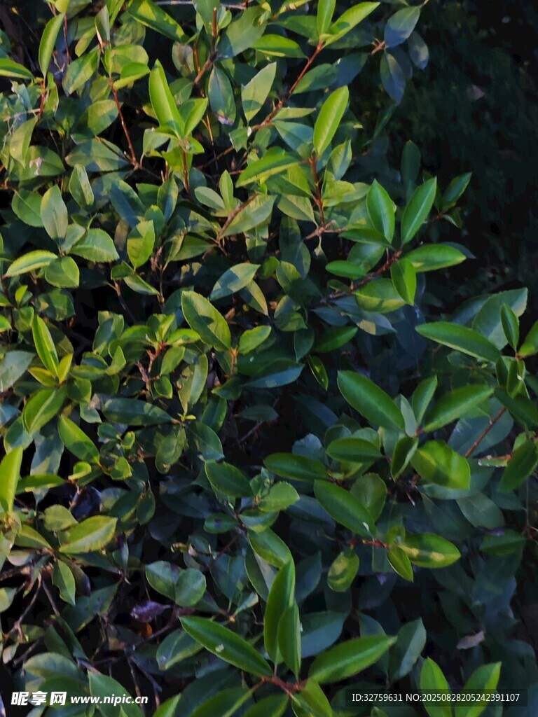 绿叶繁茂的植物景观