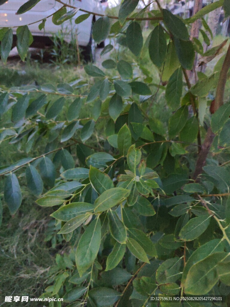 绿叶繁茂的植物景观