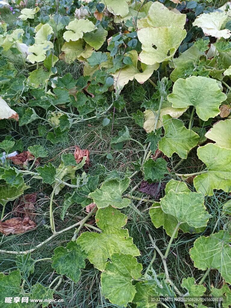 绿叶间的生机与色彩