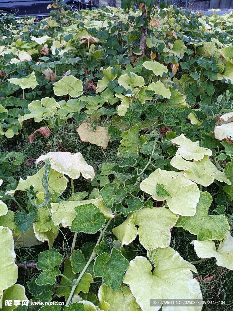 绿叶繁茂的植物景观