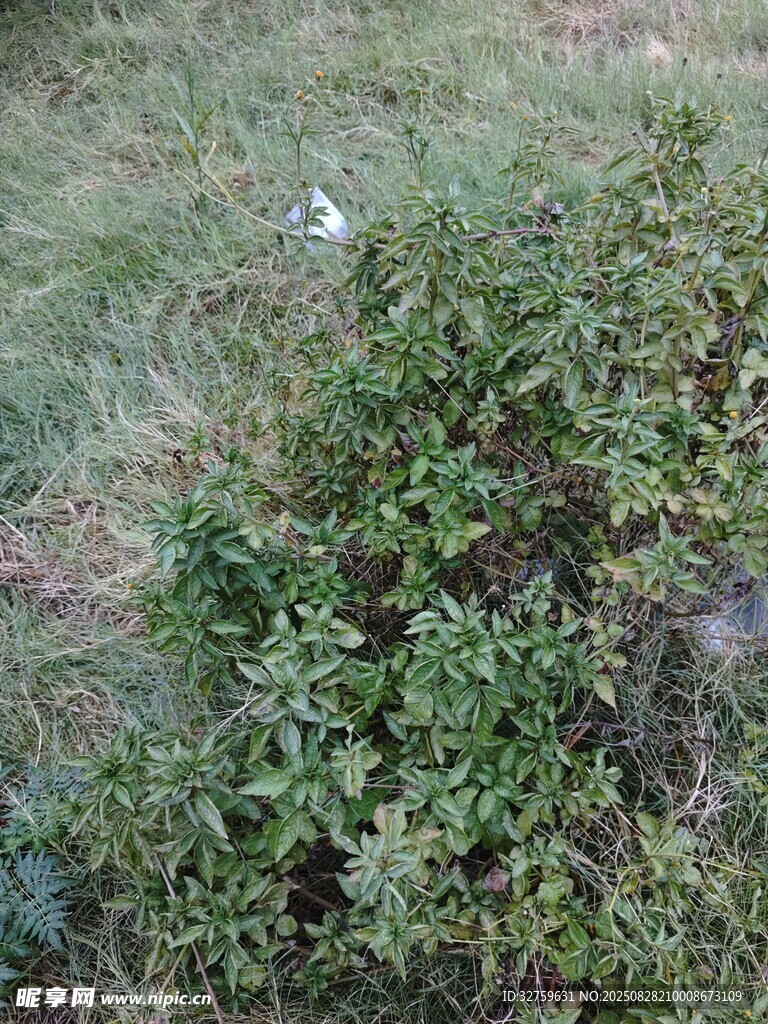 草丛中的白色物体