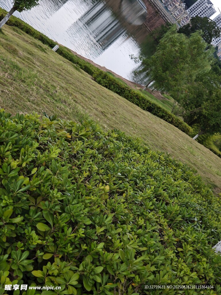 绿意盎然的户外草坪景观