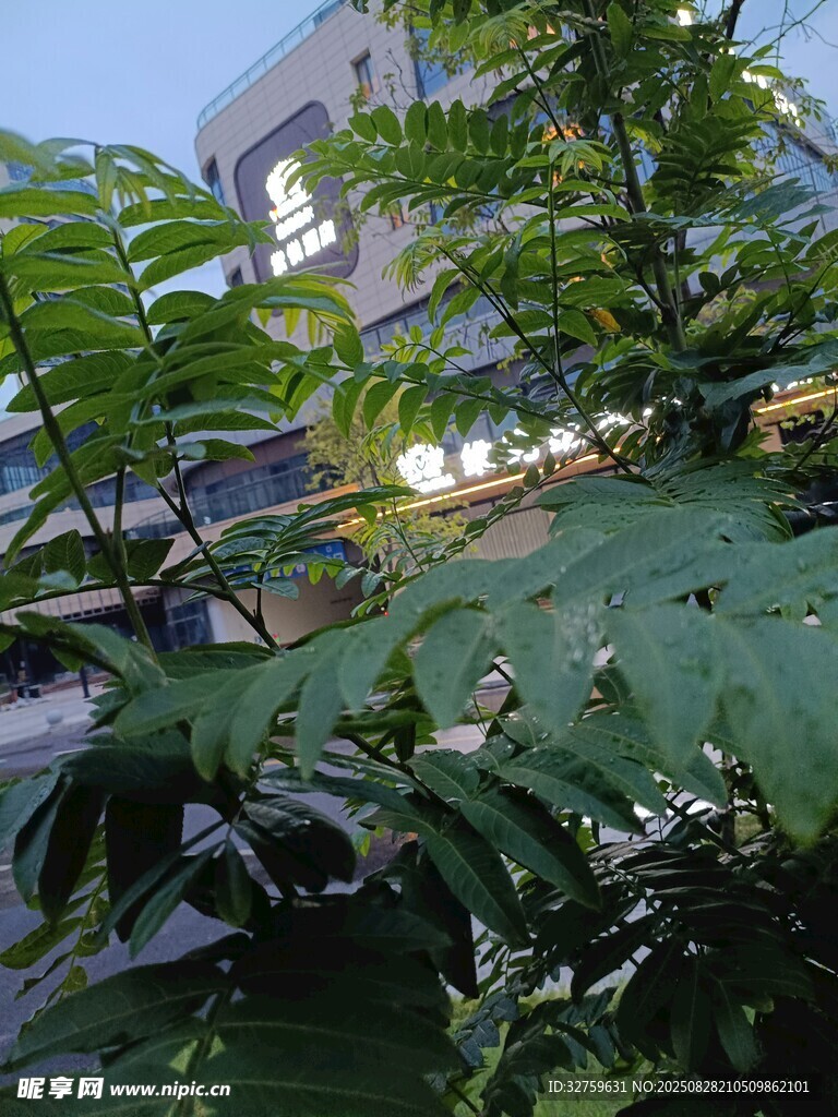 绿叶间的建筑一角