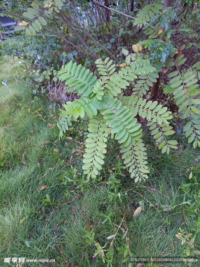 翠绿蕨类植物生长于草地