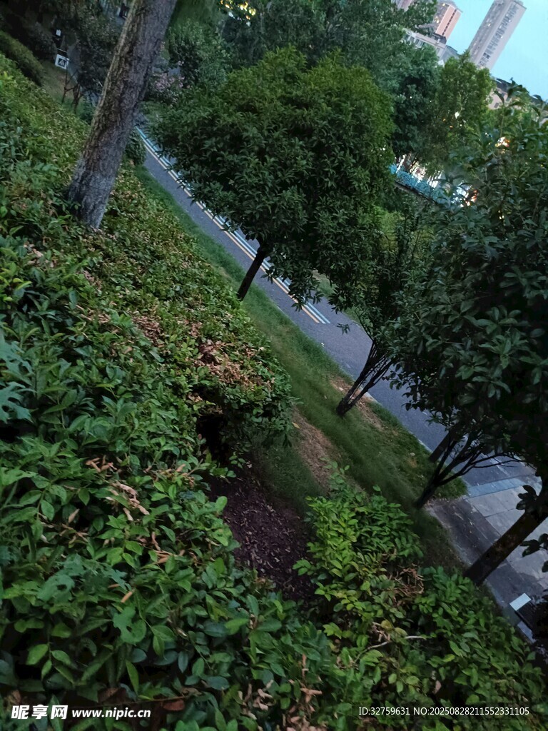 城市绿意盎然的街边景观