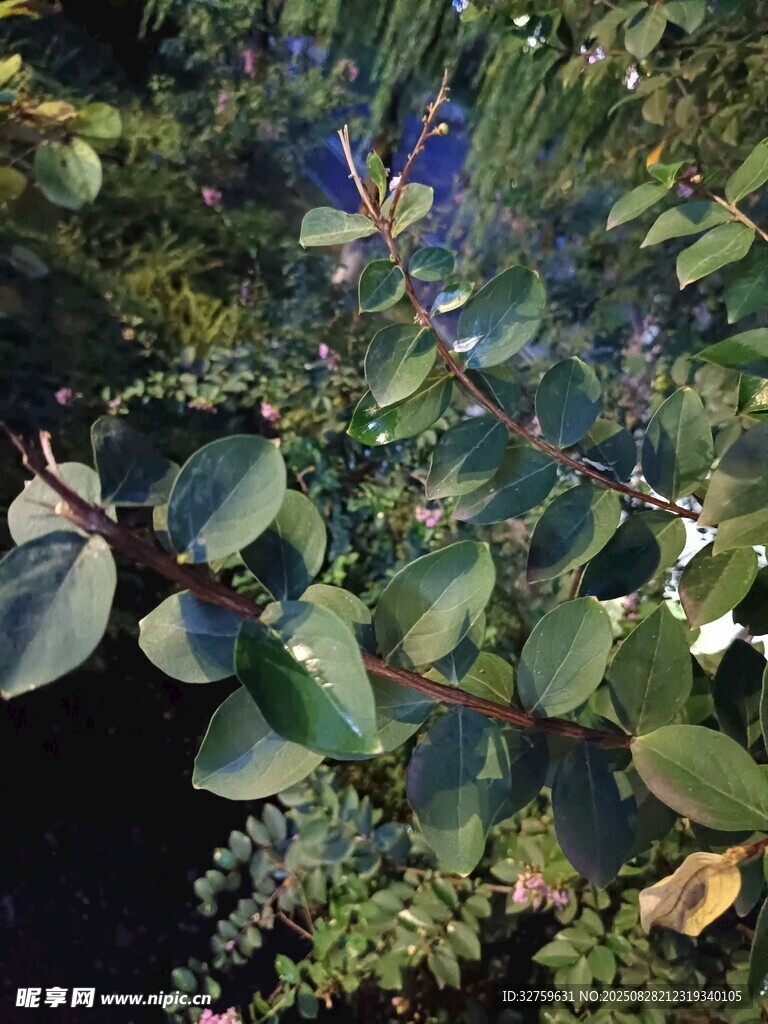 绿叶繁花的自然景致