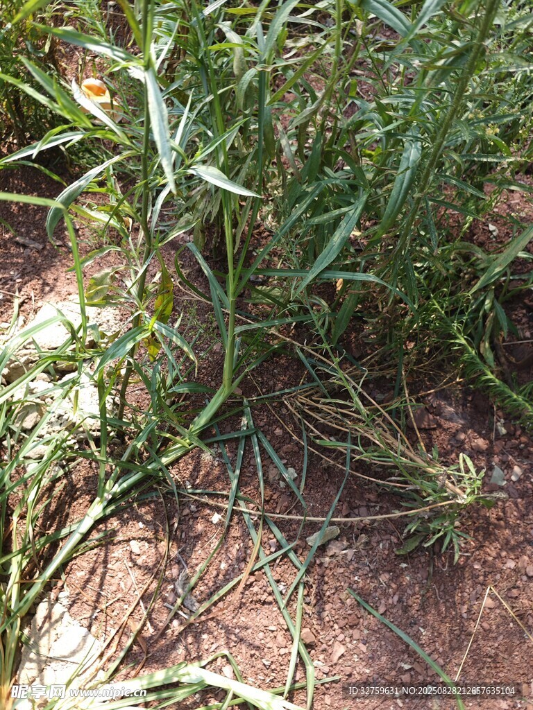 地面上的杂乱绿色植物