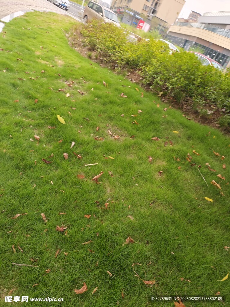 翠绿草坪与周边绿植景观