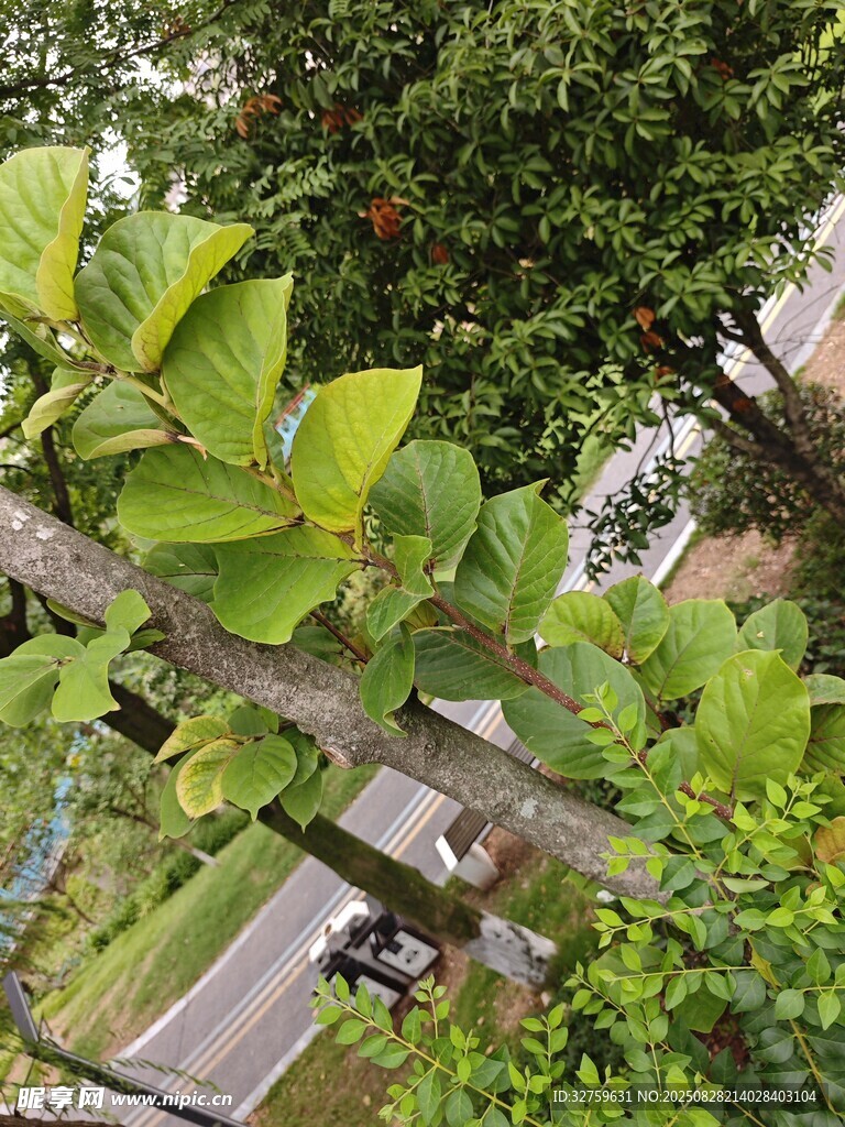 枝头绿叶间的自然景致