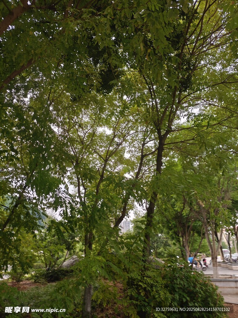 绿荫下的自然景致