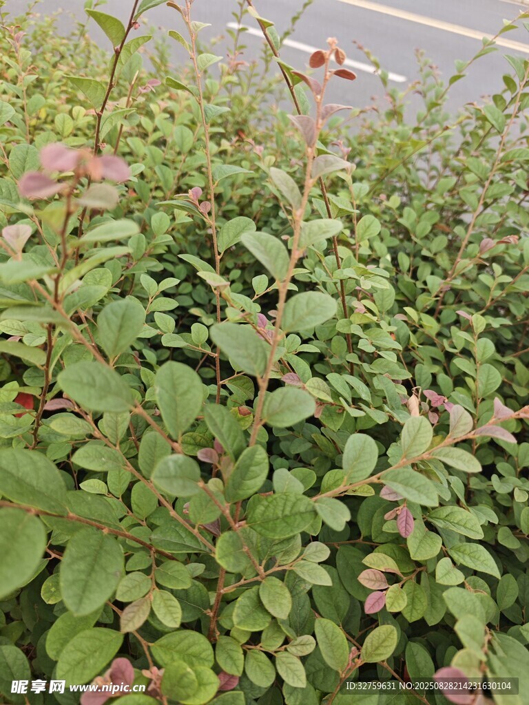 绿叶繁茂的植物景观