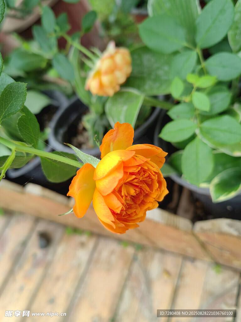 橙色玫瑰绽放于绿植间