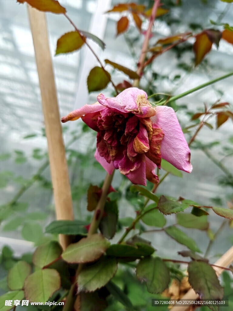 枯萎的粉色月季花