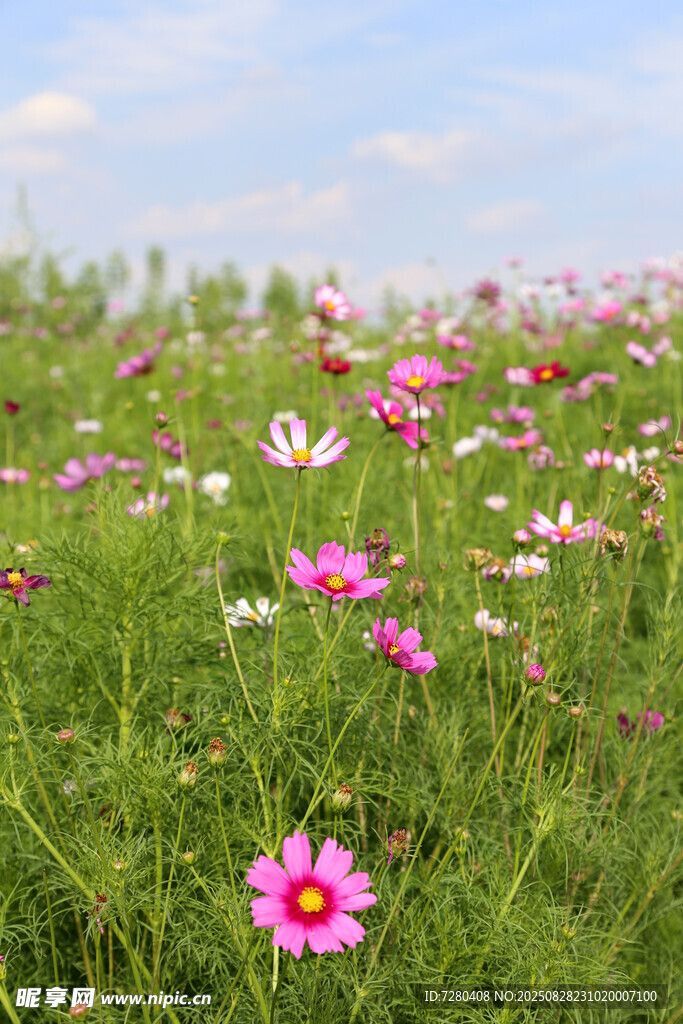 烂漫花海绽放的格桑花