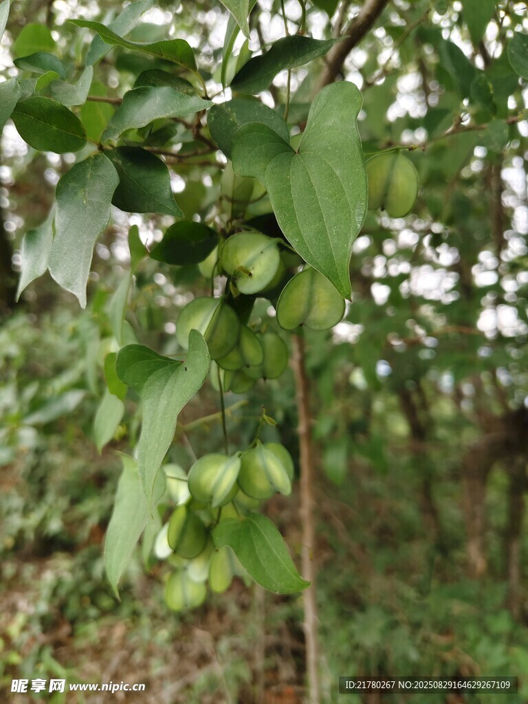 穿龙薯蓣植物枝干