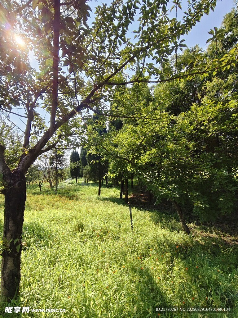 阳光照耀下的草地