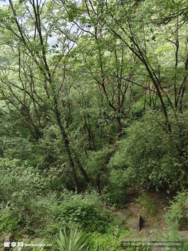 茂密山林绿意盎然