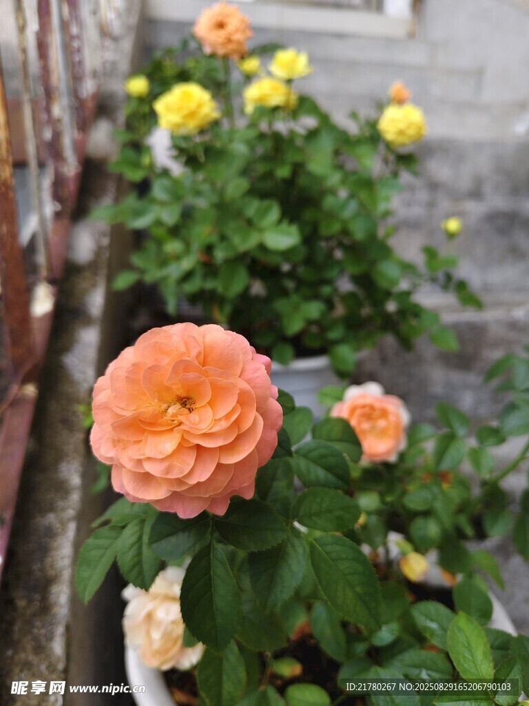 娇艳月季花绽放于庭院